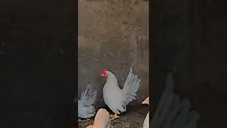 Fancy chicks