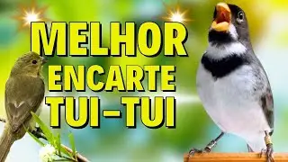 🔴MELHOR CANTO DE COLEIRO TUI TUI PARA ENCARTE 🔴🔴&Aacute;UDIO COM F&Ecirc;MEA LOUCO CHAMANDO🔴TURBINE SEU PARDO🔴