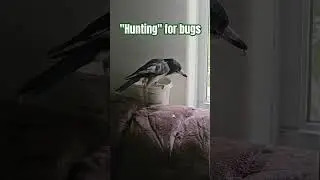 hunting for bugs in the container #hunting #bird #feeding #protein #funny #funnyanimals #animals
