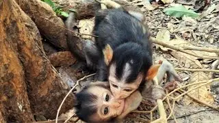 Adorable Baby monkey in Angkor Area, #57.