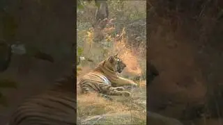 Tiger! Tiger! Tiger! Nature! Forest! #sorts#ytshorts #naturephotography #naturelovers #naturesounds