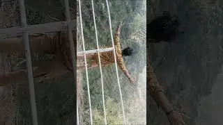 gore Bose akto dekhben akta bar to bahire gorte paren #767700k #foryou #shorts #hd #khagrachari