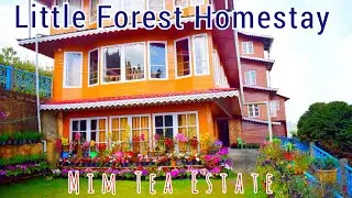 Little Forest Homestay || Mim Tea Estate, Darjeeling Offbeat Destination