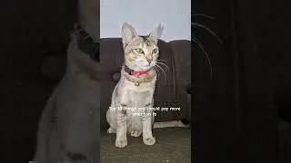 top 10 things you should pay more attention to #cat #shorts