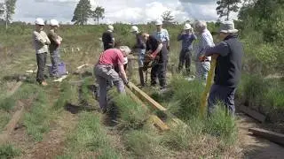 Thursley Dragonfly hotspot day
