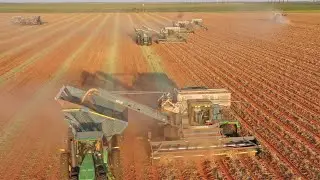 Peanut Harvest (Lahey Farms)