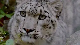 Snow Leopard Foundation