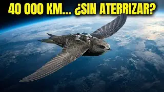 El increíble vuelo de 40,000 km sin parar de esta ave que nunca toca tierra