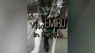 V144 Emiru LLC zoo