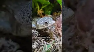 🤷 #reptiles #abronia #lizard #leopardgecko #crestedgecko #chameleon #reptiles #alligatorlizard