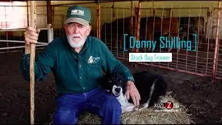 A Stock Dog on the Farm