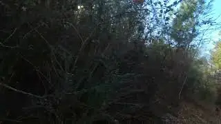 Dogs running the deer to the gun&hellip;. Just one stand down