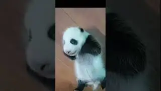 43 days old cute baby Panda #Panda