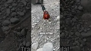 Тренировки Пулы!