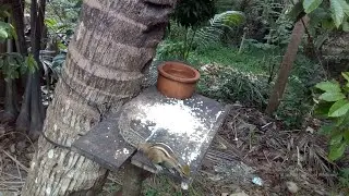 Chipmunk's Behavior is good today