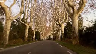 Arles | France - Driving through the Magical Sunset in a Plane Tree Road - 4K
