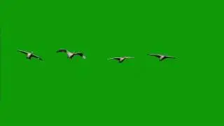 Flying Bird Green Screen REAL FOOTAGE  1920x1080MP4