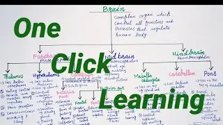 Brain || parts & functuion of brain || CNS || Forebrain || Midbrain || Hindbrain