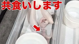 【※超危険なエサやり】これやるとヘビが全滅します
