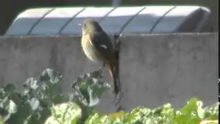 オジョーさん？（ジョウビタキの雌かな？） Female Daurian Redstart?