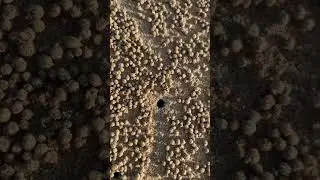 Little sand balls from crabs digging holes on the beach #naturelovers #oceansounds #crablife