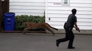 Cougar running loose in Victoria tranquilized