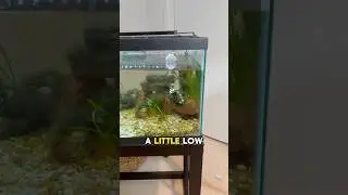 QWAKAY auto top off unit review! 🔥 keeping my tank full! #fishkeepinghobby #planetaquarium #fish
