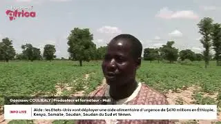 Le Mali redevient le premier producteur de coton africain - Économie