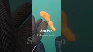 Have you seen Seapen before? click to learn more! #pnw #shorts #ocean