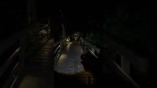 Don&rsquo;t walk alone in the Amazon Rainforest at night&hellip; #viral #creepy