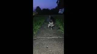 One Smart Raccoon
