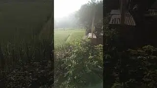morning atmosphere in beautiful nature #tukangkuli #rice fields #sad #viral #nature #funny #short...