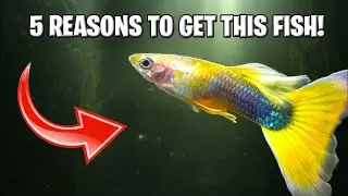 The Yellow Tuxedo Guppy: 5 Reasons This Fish is Your Aquarium's Sunshine