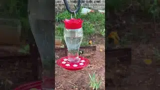 Hummingbird Squeak &bull; Listen!! #hummingbird #birds #backyard  #asmr