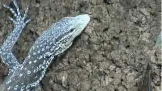 Der Blaue Baumwaran - Varanus macraei - ein Saphir unter den Seinen