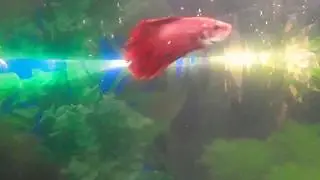 Betta media luna