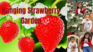 Hanging Strawberry Garden Riyadh pick your own strawberries /fig/strawberry/Roses/zizi-specific