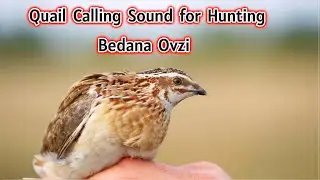 Quail Calling Sound for Hunting | Bedana Chaqiruvi Asl Ovoz | bater ki awaaz