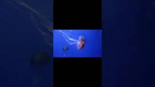 jellyfish pictures vfx ✌️ 😇