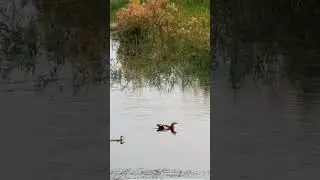 Super hunting point mix ducks #ruddy #shelduck #shortvideo #shortsfeed #tealover #hunting #duck