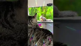 Nope. Not doing it. #cat #burd #bird #squirrel #catlife #olliecat