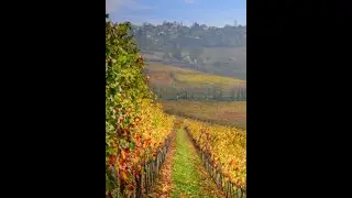 Food Wine Tours