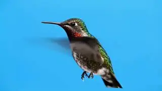 Colibri, beija-flor 