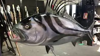 Rooster Fish Trophy Mount. Gray Taxidermy Fishmounts