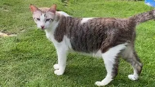 Relax & Enjoy As Cute Cats Stroll Around The Garden🌿 Calm Piano Music🎶