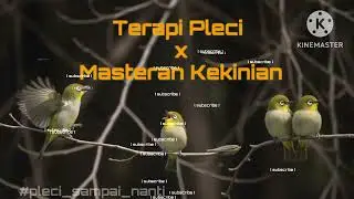 Terapi Pleci X Masteran Kekinian