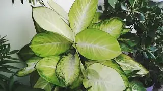 mostrando meu quintal reformado 2 plantas  flores e folhagens  do meu pequeno  jardim!!!!!