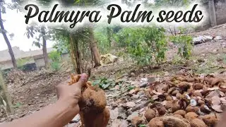 Palmyra Palm Seed Journey | Germinated to Young Seed | Did You Ever Eat or See This Before?