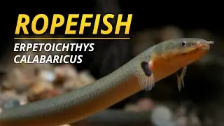 Виды в центре внимания | Ropefish