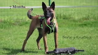 Berie z Kristova Obedience 7 months